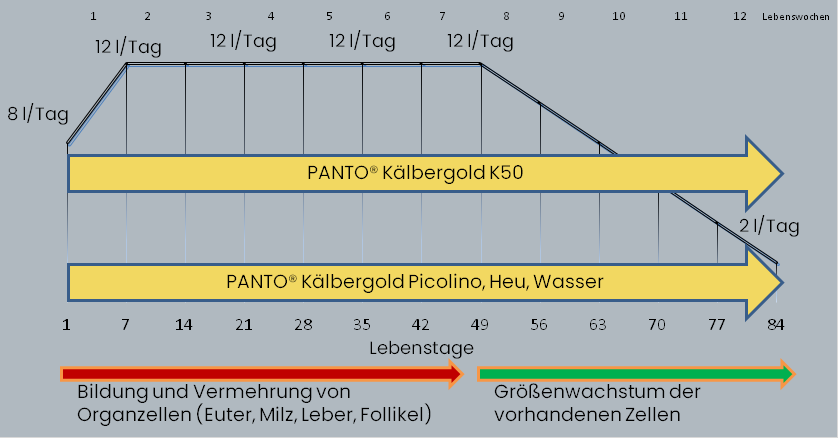Kälbergold K50 üretici içirme planı, Almanca